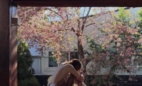 Sakura